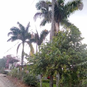 LOTE CORREGIMIENTO SANTA HELENA